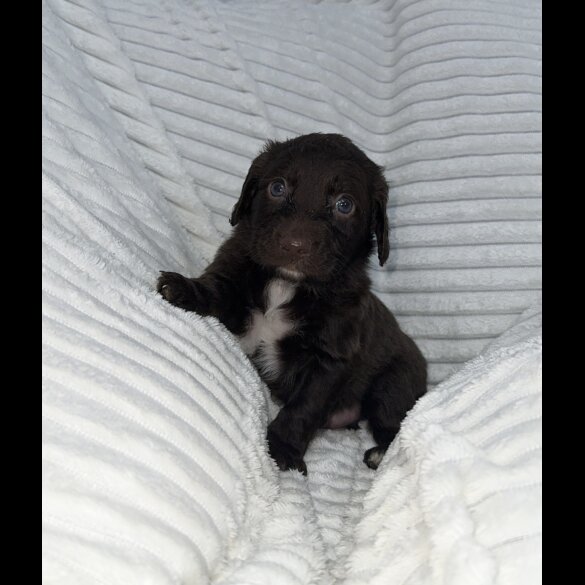 Sprocker Spaniel - Dogs