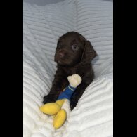 Sprocker Spaniel - Dogs