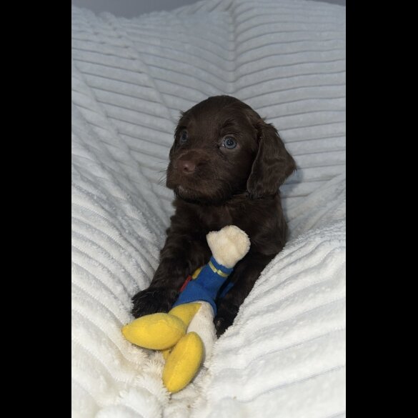 Sprocker Spaniel - Dogs