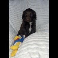 Sprocker Spaniel - Dogs