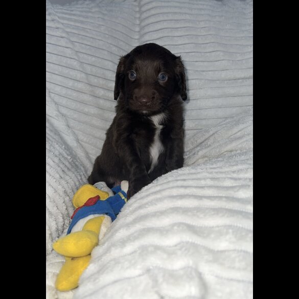 Sprocker Spaniel - Dogs