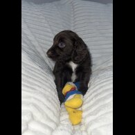 Sprocker Spaniel - Dogs