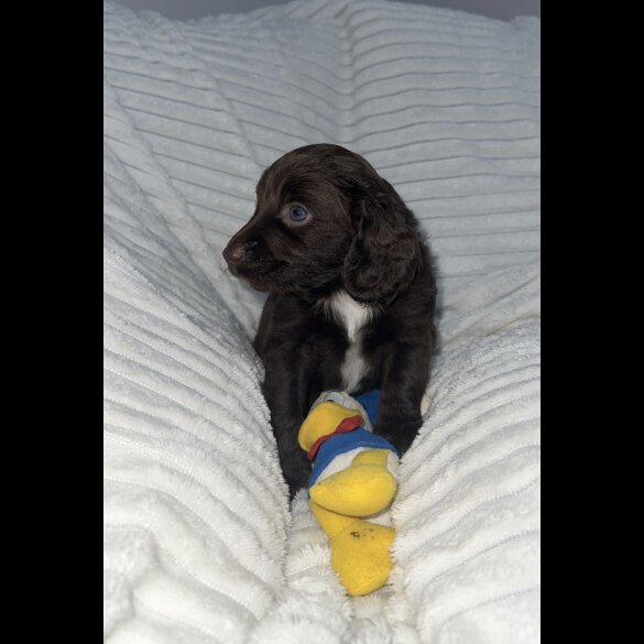 Sprocker Spaniel - Dogs