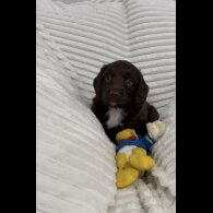 Sprocker Spaniel - Dogs