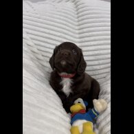 Sprocker Spaniel - Dogs