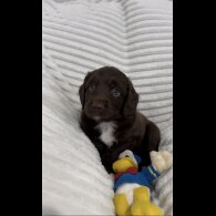 Sprocker Spaniel - Dogs