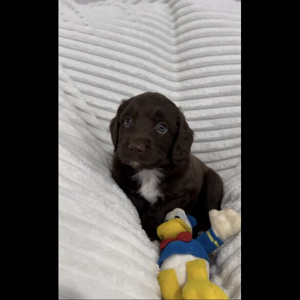 Sprocker Spaniel - Dogs