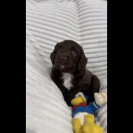 Sprocker Spaniel - Dogs