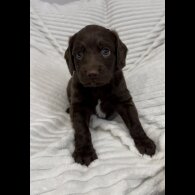 Sprocker Spaniel - Dogs