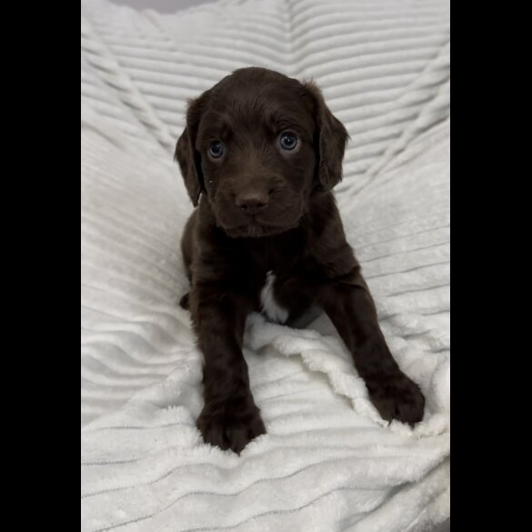 Sprocker Spaniel - Dogs