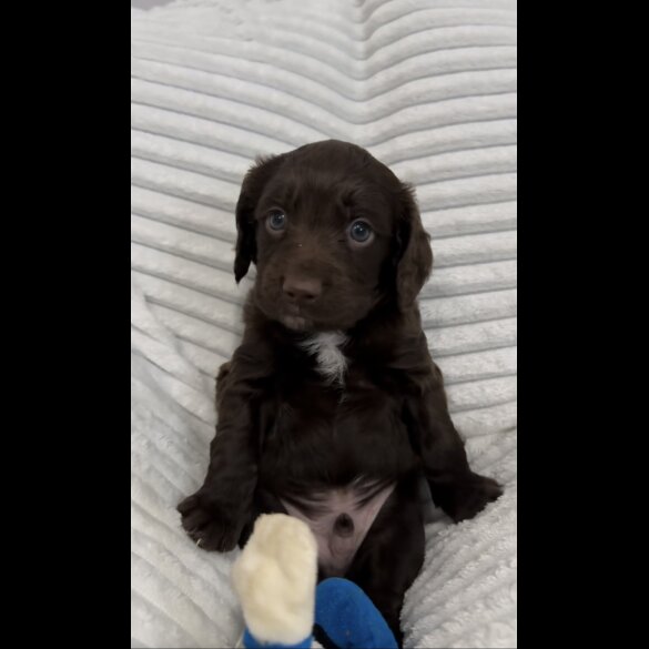 Sprocker Spaniel - Dogs