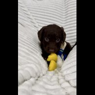 Sprocker Spaniel - Dogs