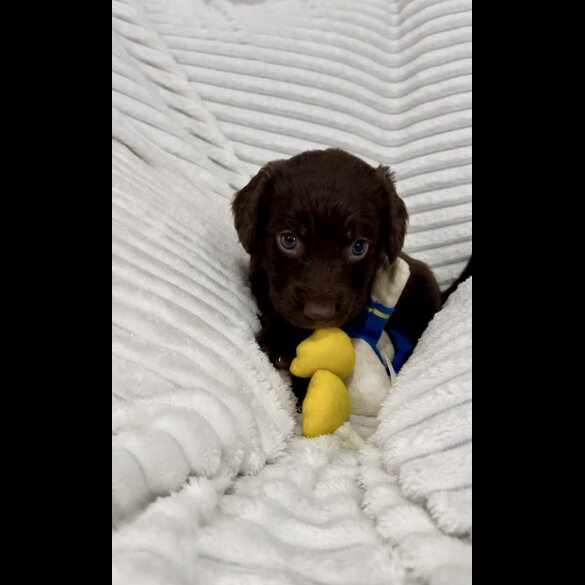 Sprocker Spaniel - Dogs