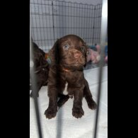 Sprocker Spaniel - Dogs