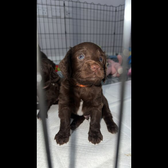 Sprocker Spaniel - Dogs