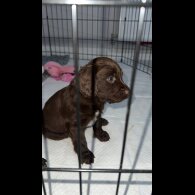 Sprocker Spaniel - Dogs