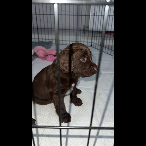 Sprocker Spaniel - Dogs