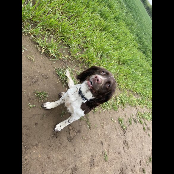 Sprocker Spaniel - Dogs