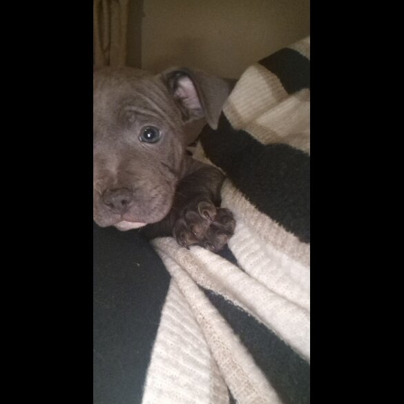 Staffordshire Bull Terrier - Both