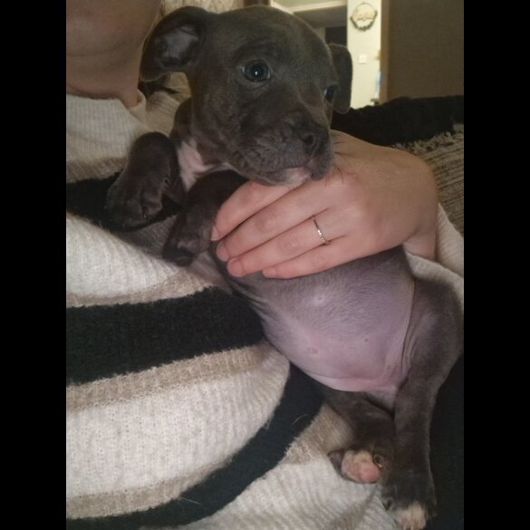 Staffordshire Bull Terrier - Both