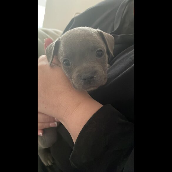 Staffordshire Bull Terrier - Bitches