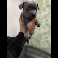 Staffordshire Bull Terrier - Bitches
