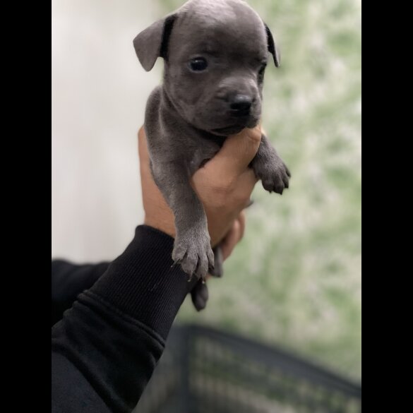 Staffordshire Bull Terrier - Bitches