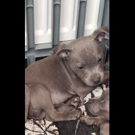 Staffordshire Bull Terrier - Both