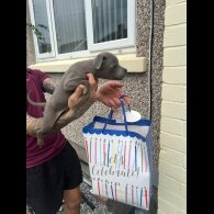 Staffordshire Bull Terrier - Both