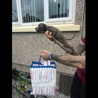 Staffordshire Bull Terrier - Both