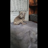 Staffordshire Bull Terrier - Both