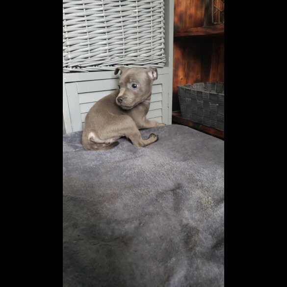 Staffordshire Bull Terrier - Both