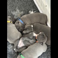 Staffordshire Bull Terrier - Both