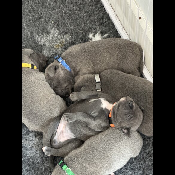 Staffordshire Bull Terrier - Both