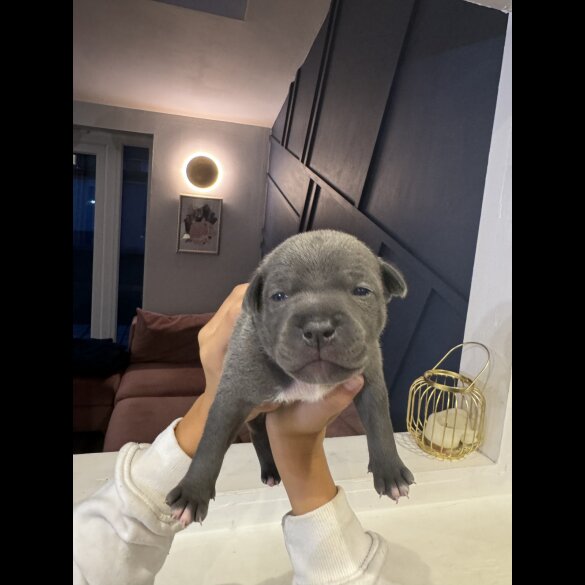Staffordshire Bull Terrier - Both