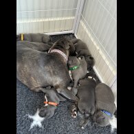 Staffordshire Bull Terrier - Both