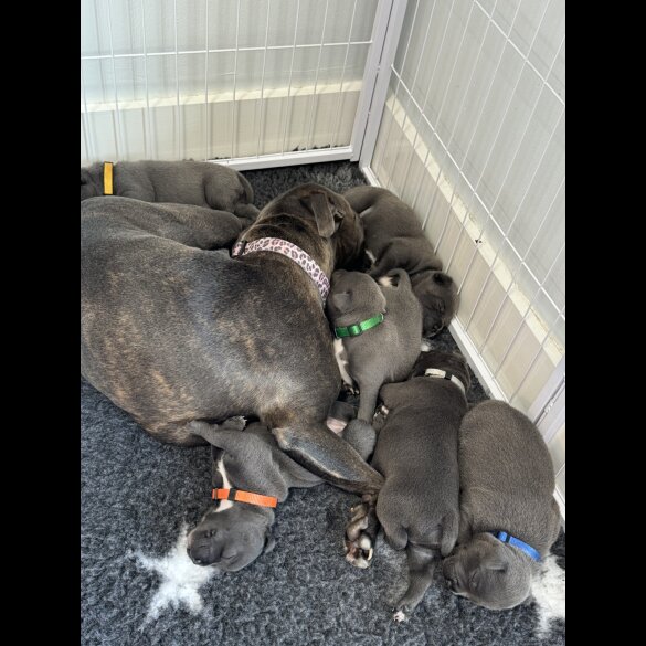 Staffordshire Bull Terrier - Both