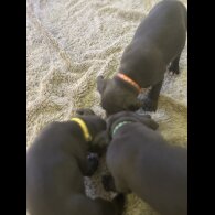Staffordshire Bull Terrier - Both