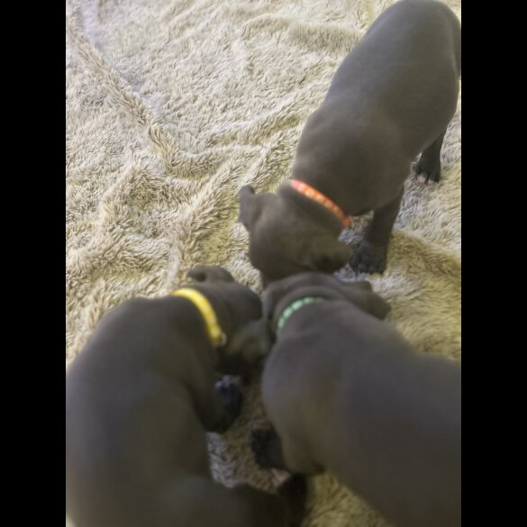 Staffordshire Bull Terrier - Both