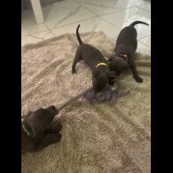 Staffordshire Bull Terrier - Both