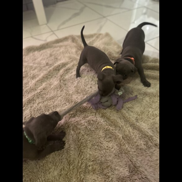 Staffordshire Bull Terrier - Both
