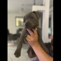 Staffordshire Bull Terrier - Both