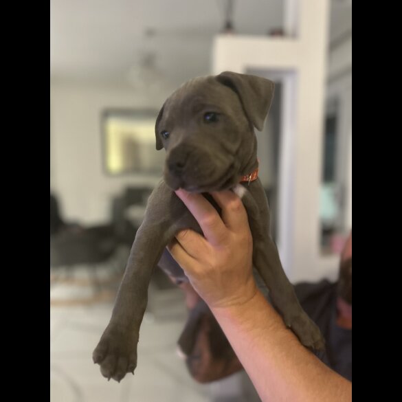 Staffordshire Bull Terrier - Both