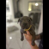 Staffordshire Bull Terrier - Both