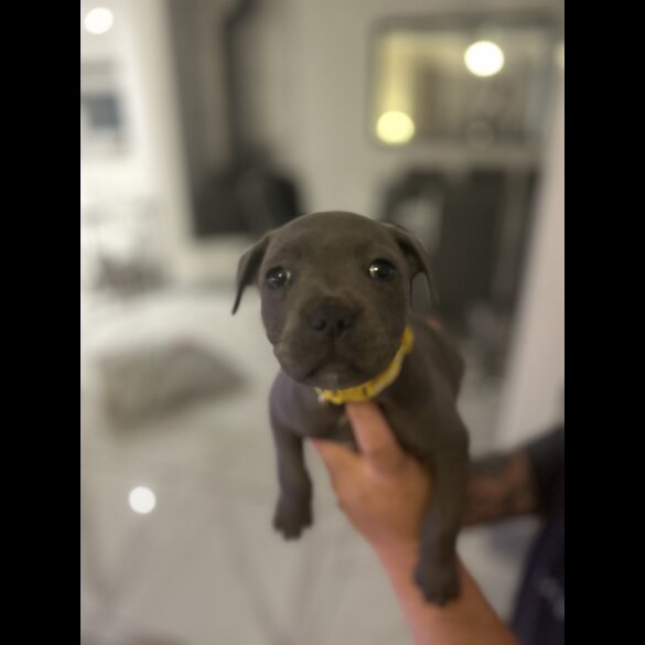 Staffordshire Bull Terrier - Both