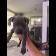 Staffordshire Bull Terrier - Both