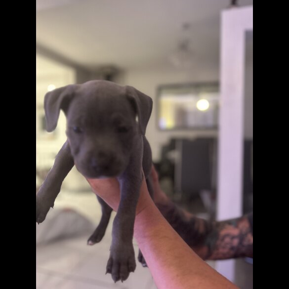 Staffordshire Bull Terrier - Both