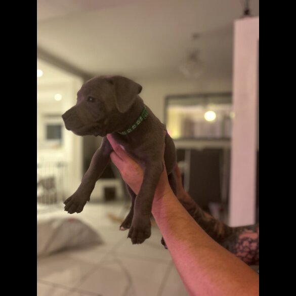 Staffordshire Bull Terrier - Both