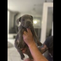 Staffordshire Bull Terrier - Both