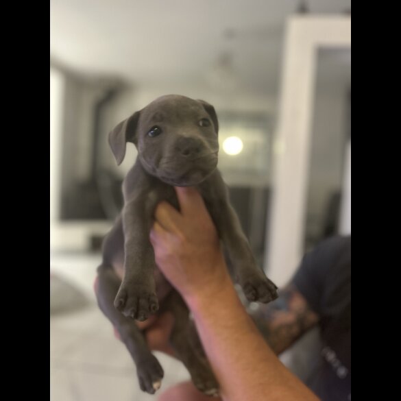Staffordshire Bull Terrier - Both